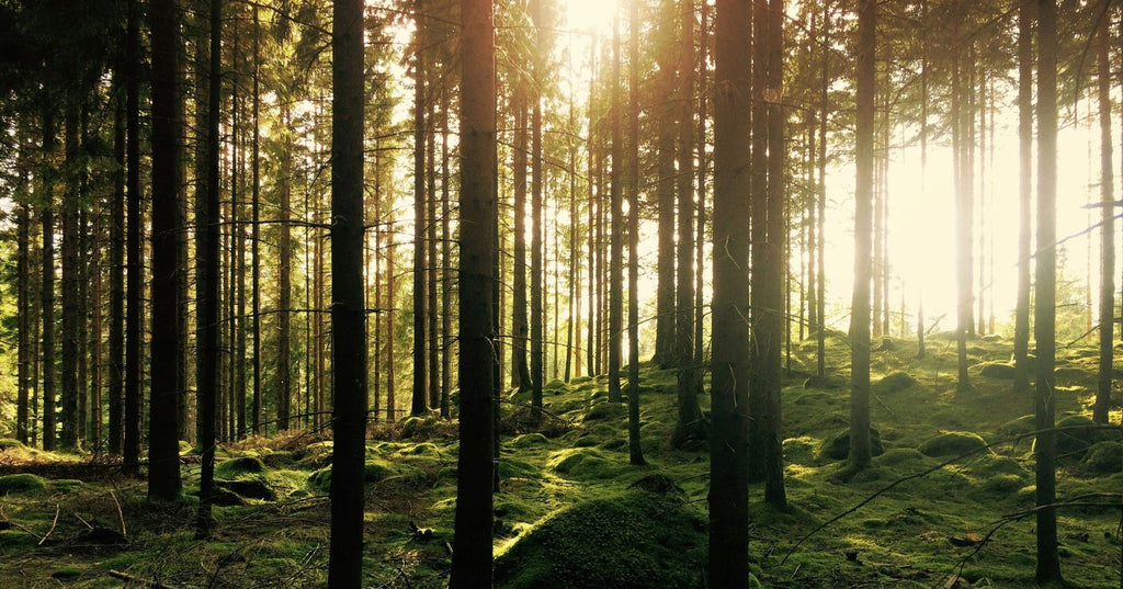 Rethinking Forest Industry Value Creation